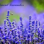 Ivankovic * 特罗吉尔
